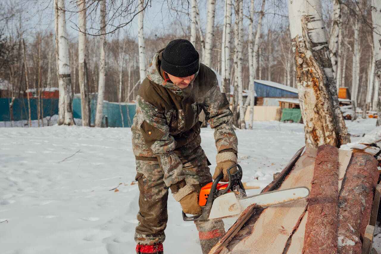 The Steps Involved in Our Tree Care Process in Brighton, CO